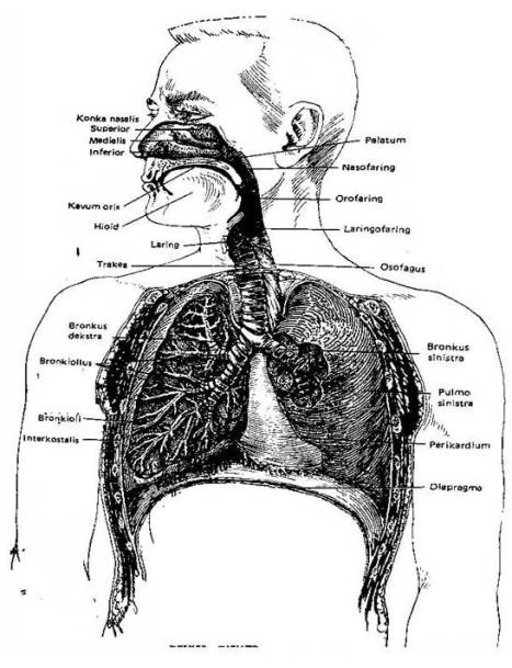 Anatomi Paru-Paru