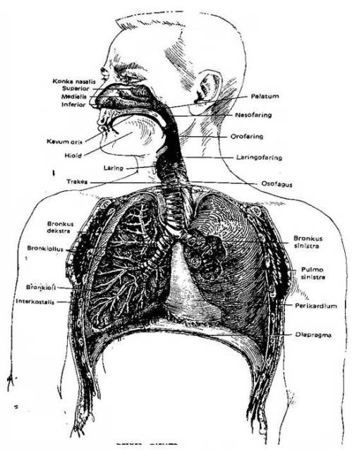 Anatomi Paru-Paru